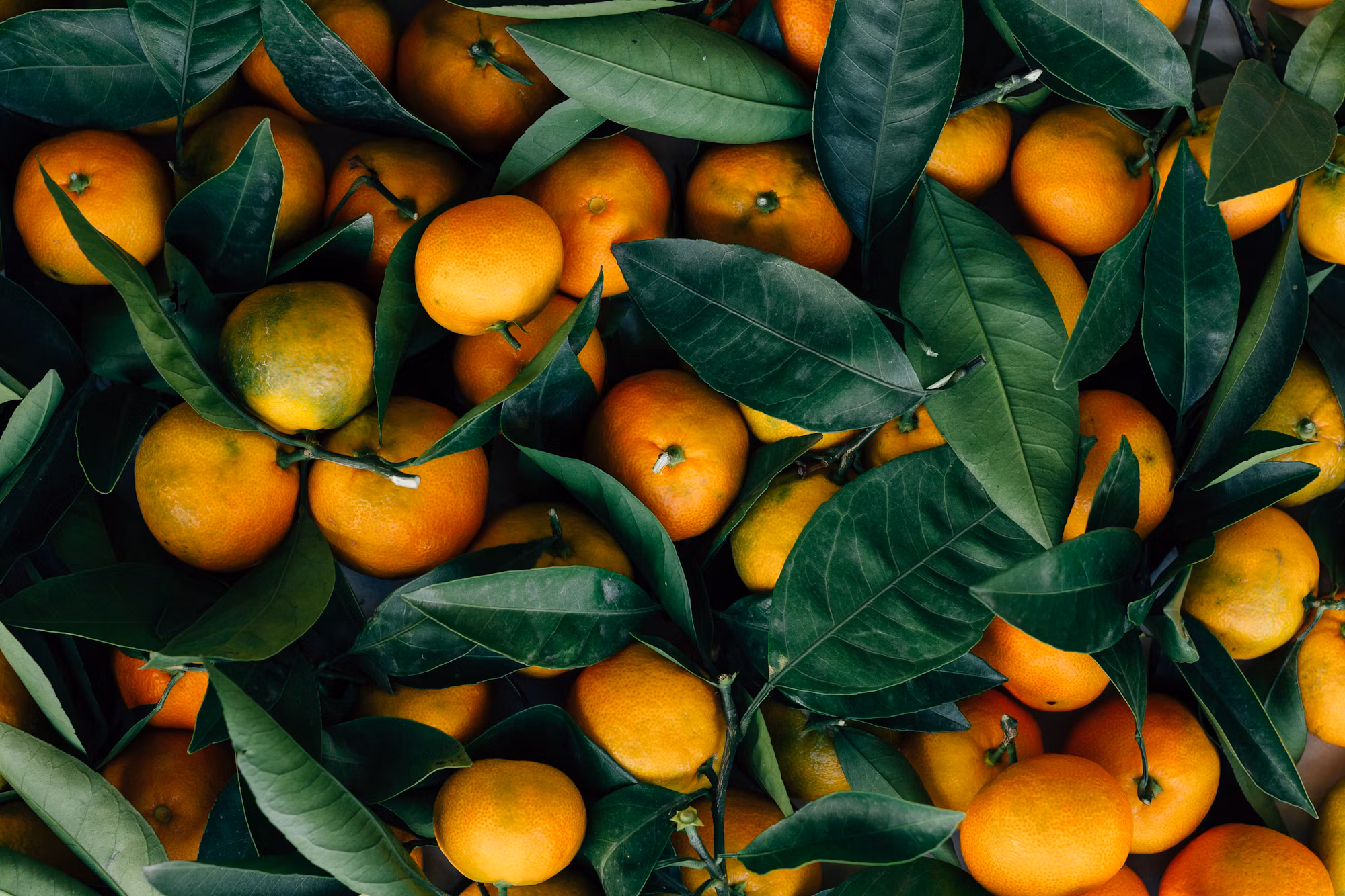 Exploring the Flavors of Thai Cuisine: A Culinary Adventure